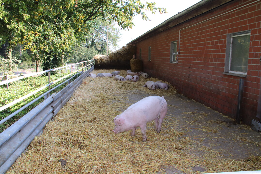 Auch eine der vier Außenterrassen hat eine Kamera: Die Schweine liegen hier häufig und genießen frische Luft und Sonne.