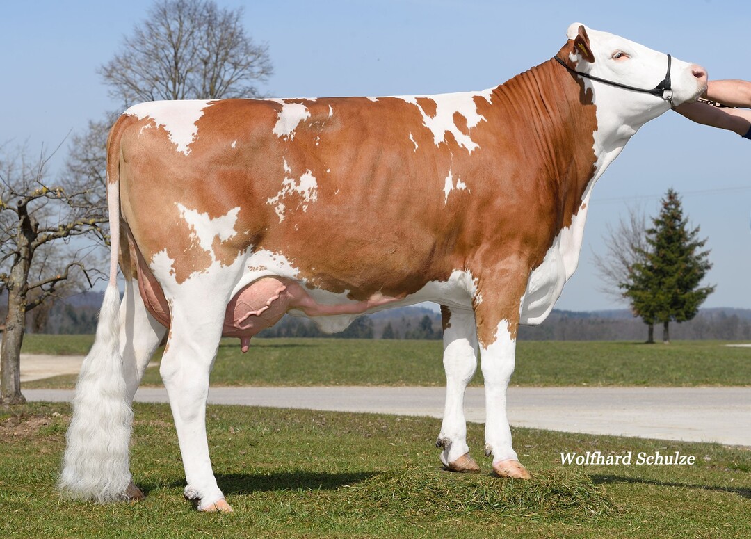 Die Hilfinger-Tochter Karamba stammt aus der Zucht von Eberhard Ableiter in Gerstetten.