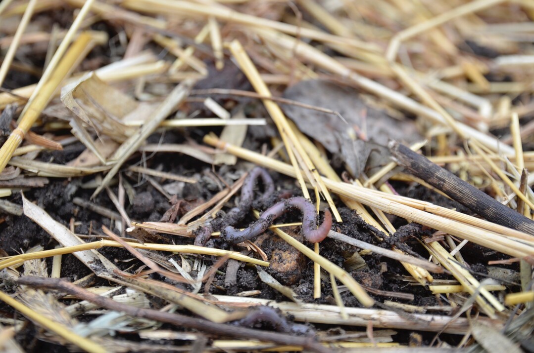 Regenw�rmer fressen organische Substanzen und produzieren so humusreichen Boden. Darum sollten die Fl�chen immer abgedeckt sein, beispielsweise mit Mulch oder Gr�nd�ngung.