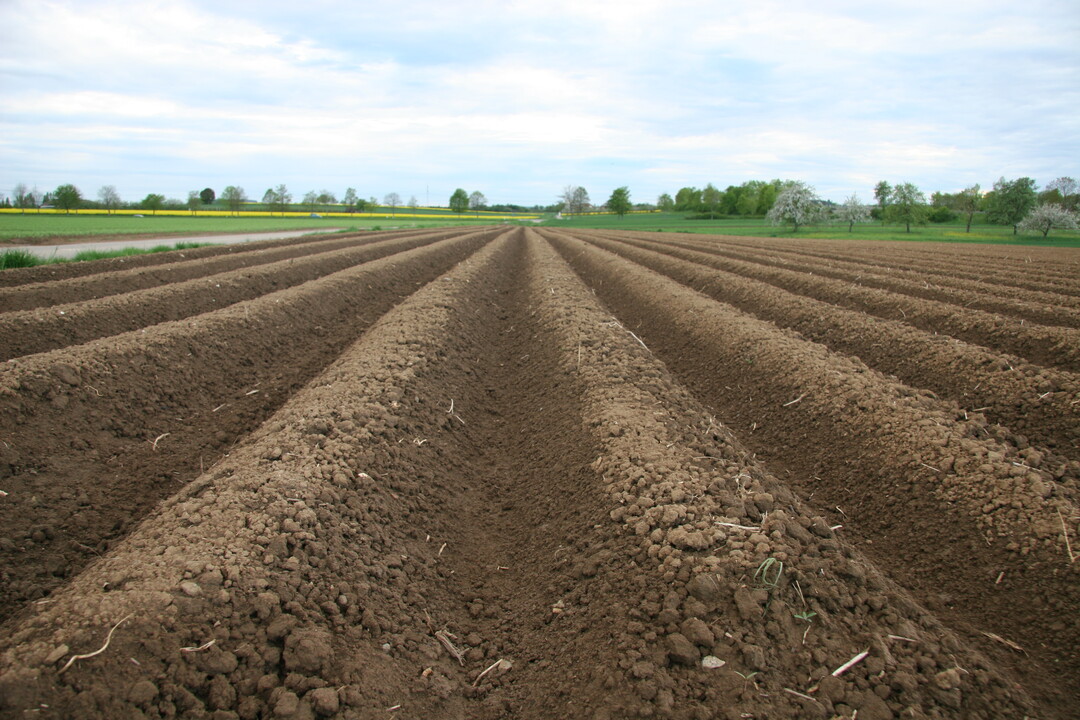 Das Bundesamt f�r Verbraucherschutz und Lebensmittelsicherheit (BVL) hat Attracap (Wirkstoff: Metarhizium brunneum) zur Bek�mpfung von Schnellk�ferlarven (Drahtw�rmer) auf befallsgef�hrdeten Fl�chen, insbesondere im �kolandbau, in Kartoffeln, befristet f�r 120 Tage zugelassen. 