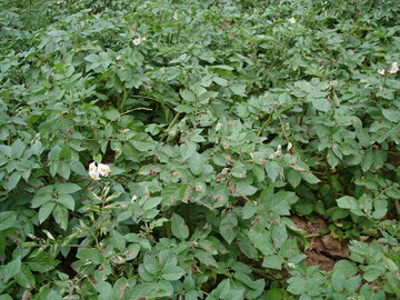 Beginnende Krautf�ule im Bestand