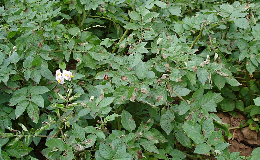 Kartoffeln mit beginnender Krautf�ule.
