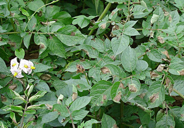 Beginnende Krautf�ule im Bestand.