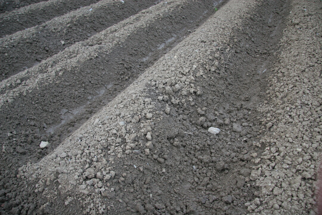 Die Qualität des organischen Düngers ist entscheidend dafür, dass im Boden nur Kartoffeln und keine unerwünschten Bakterien und Keime gedeihen.