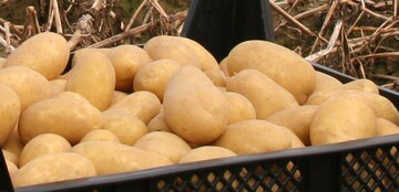 Nach bisherigen Sch�tzungen ist 2019 ein durchschnittliches Kartoffeljahr.