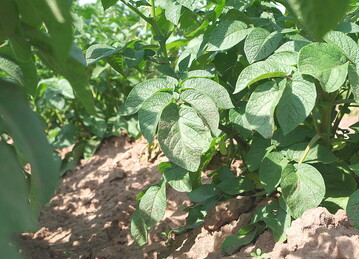 Die Zulassung für Propulse wurde auf Alternaria in Kartoffel erweitert.