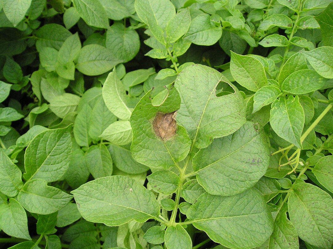 Beginnende Krautf�ule