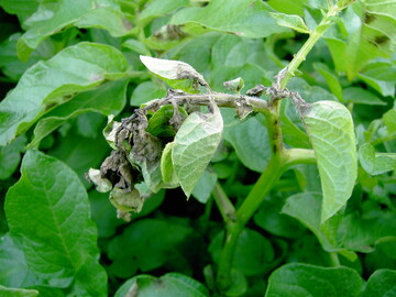  Phytophthora an Kartoffeln 
