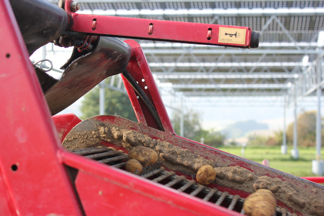 Die unter der Anlage gewachsenen Kartoffelknollen waren in zwei Versuchsjahren weniger gro�.