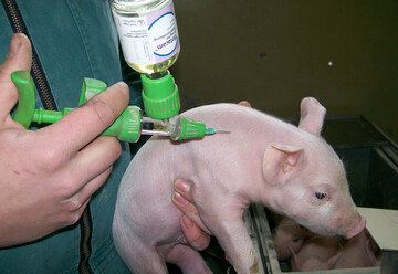 Schmerzmittel wie Metacam lindern zwar die Schmerzen bei der Kastration. Den Schmerz richtig ausschalten k�nnen sie jedoch nicht. Deshalb reicht Metacam allein k�nftig nicht mehr aus. 