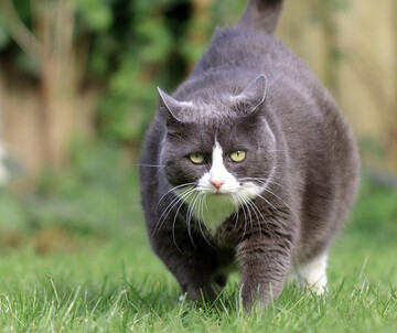 Krankheit oder weniger Bewegung bei unver�nderter F�tterung k�nnen schnell die Pfunde anwachsen lassen.