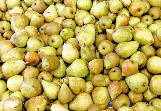 Birnen sollten vor dem Einmaischen sorgf�ltig verlesen werden.