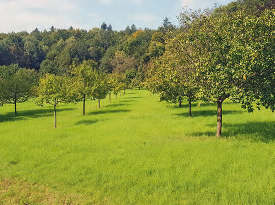 Das Projekt �Fr�nkische Zwetschge� zeigt das Potenzial von Streuobstprodukten.