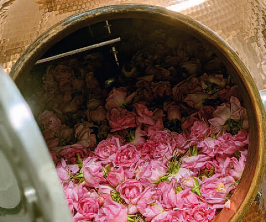 Das Rosenbl�tenmazerat im Brennkessel.
