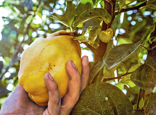 Ernte vollreifer Quitten
auf dem Gel�nde der LWG
Veitsh�chheim