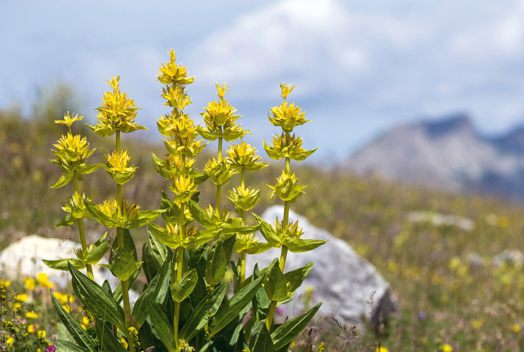 Die Wurzeln des Gelben Enzians liefern den Rohstoff f�r gute Spirituosen.