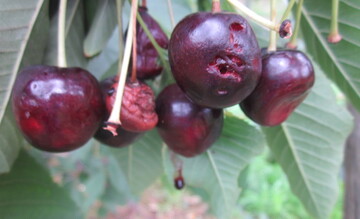 Kirschen sind in diesem Jahr st�rker als im Vorjahr von der Kirschessigfliege befallen. 