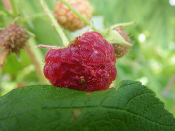 Mit einem neuen Projekt soll in der Schweiz die Bek�mpfung der Kirschessigfliege weiter verbessert werden. 