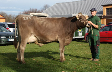 Diese rahmige und euterstarke Payboy-Tochter vom Betrieb Zeller in Bad Gr�nenbach-Gmeinschwenden stand am 19. November an der Spitze. Mit 31,5 kg wechselte sie f�r 2120 Euro nach Oberbayern.
