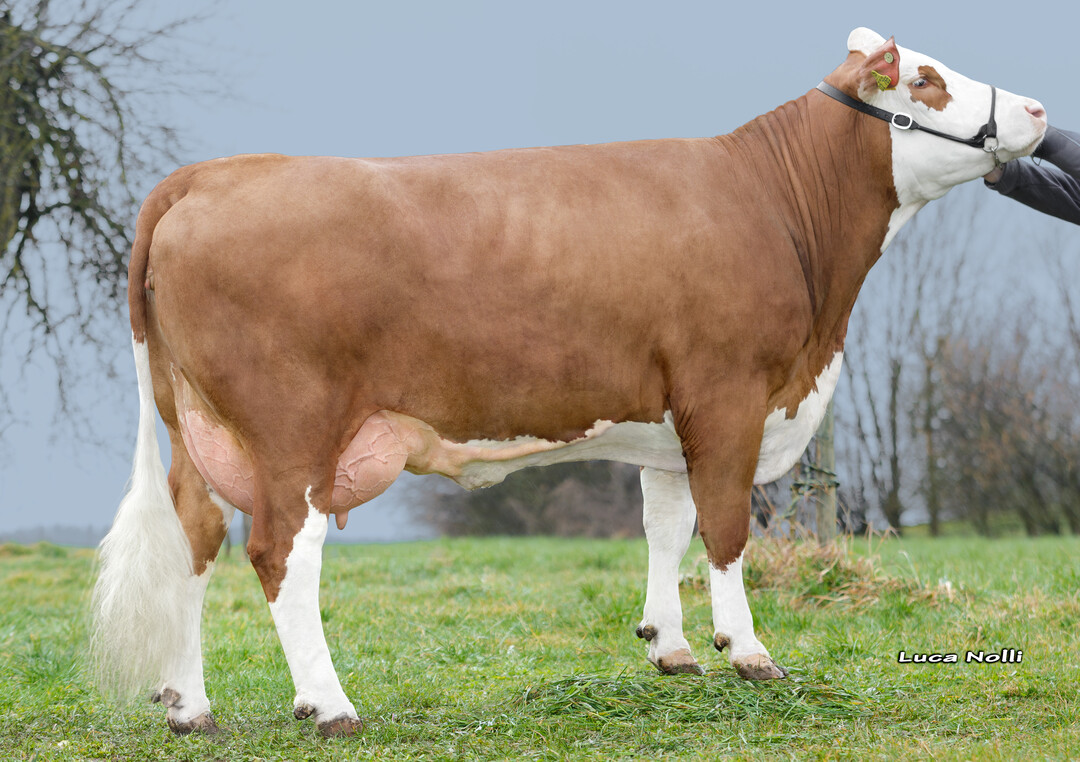   Die von Alfred Berger in Mieterkingen gez�chtete Kuh Kewana ist die Mutter von Erasmus, Ephraim, Mauritius und Vikins P.