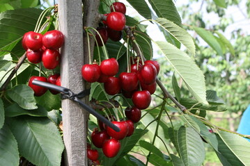 Auch im Norden haben die Obstbauern jetzt mit der Kirschenernte begonnen.&nbsp;