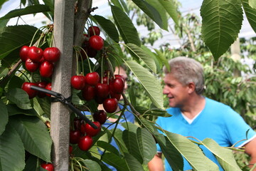 Die Qualit�t stimmt, die Menge auch, nur an den Preisen hat es in dieser Kirschensaison gehapert. Die Ernte folgte dicht gedr�ngt, nicht nur was die Sorten betrifft, sondern auch in punkto Anbaugebiete. 