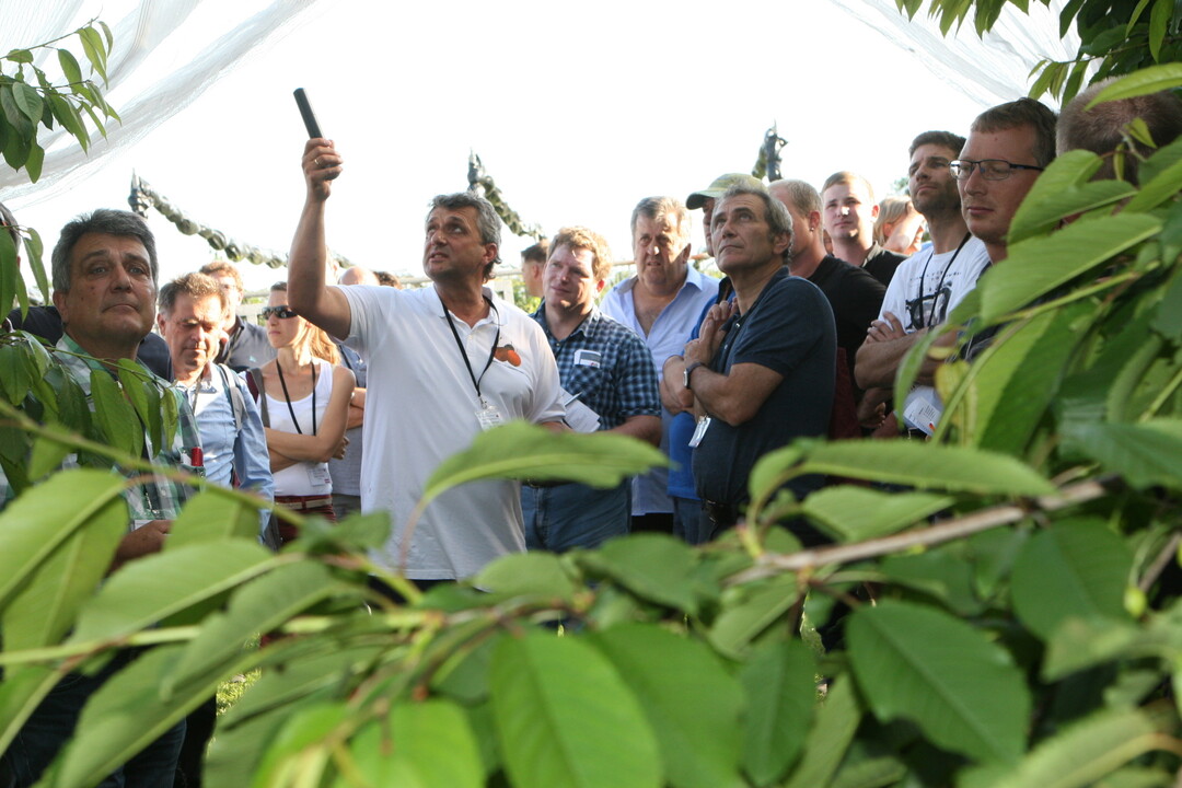 Die Besucher l�cherten Betriebsleiter Reinhard V�hringer zu seinem Kirschenanbau