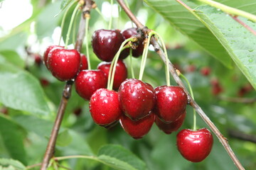 Im Gegensatz zu S�den der Republik stehen die Ernteaussichten bei Kirschen im Bundesland Brandenburg nicht schlecht. 