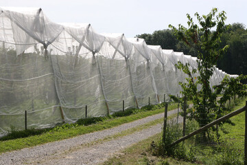 Einnetzung z�hlt zu den sichersten Ma�nahmen, um Kirschessigfliege abzuhalten. Allerdings sind Netze nicht billig und sie ver�ndern das Mikroklima in der Anlage.