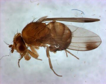 M�nnliche Kirschessigfliege mit den typischen Punkten auf den Fl�geln