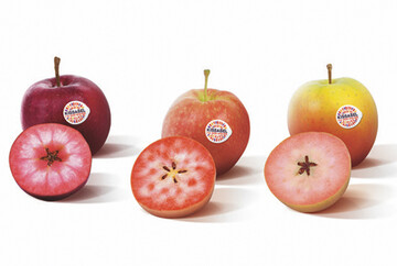 Auf der S�dhalbkugel wurden die ersten rotfleischigen Apfelsorten der Marke Kissabel geerntet. 