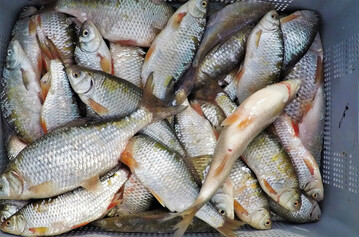 Die internationalen Rotaugen-Wochen finden vom 1. bis 17. April 2022 am Bodensee statt. Rotaugen auch als Pl�tze genannt sind anhand der roten Augen und Flossen bekannt.