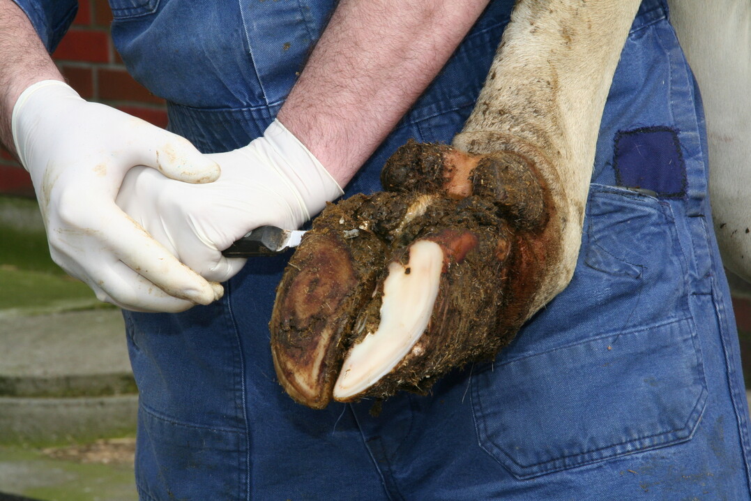 BildunterschriftenBestimmte Gesundheitstracking und Mithilfe der automatischen Lahmheitserkennung ist es möglich, die Klauenpflege strategisch zu planen. Foto: Engels