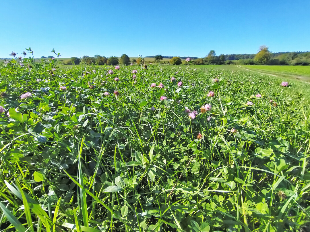 Die kleinkörnigen Leguminosen haben vor allem in den Blättern einen hohen Gehalt an Rohprotein und Aminosäuren, der für den Einsatz beim Geflügel entscheidend ist.