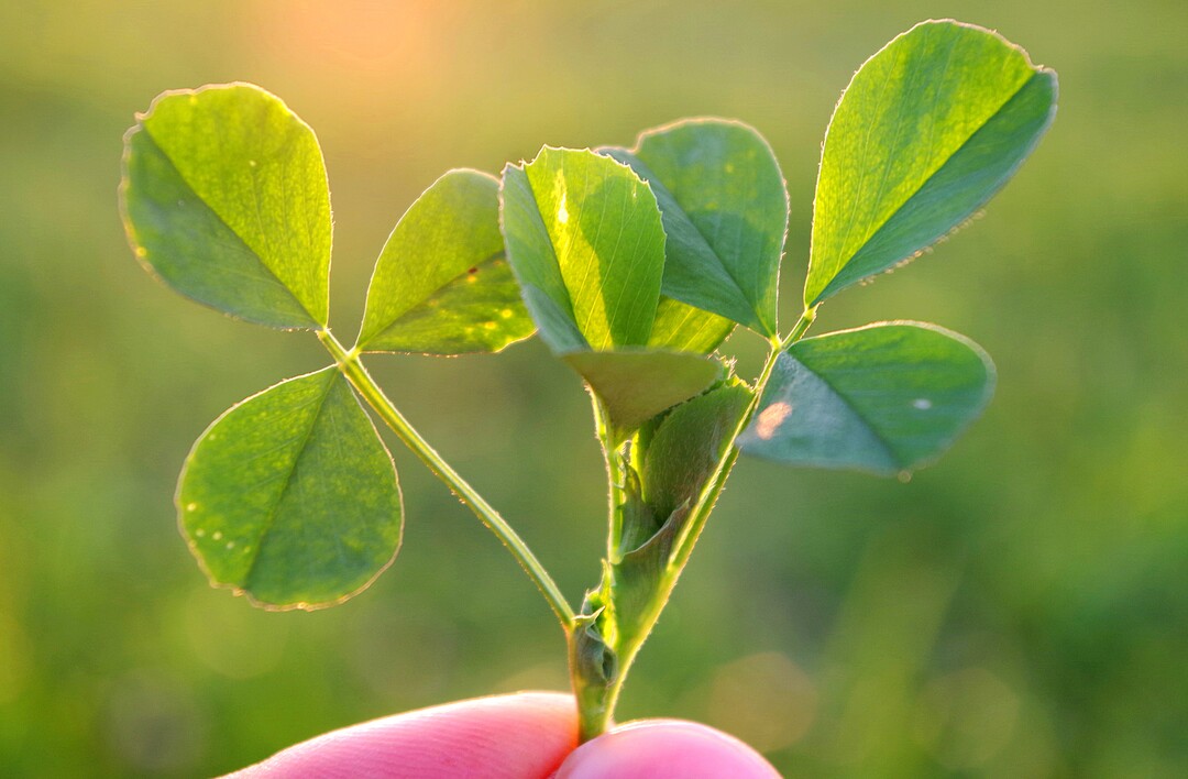 Kleebl�tter im Detail. Wei�klee schlie�t rasch L�cken im Bestand, Rotklee wurzelt tief.