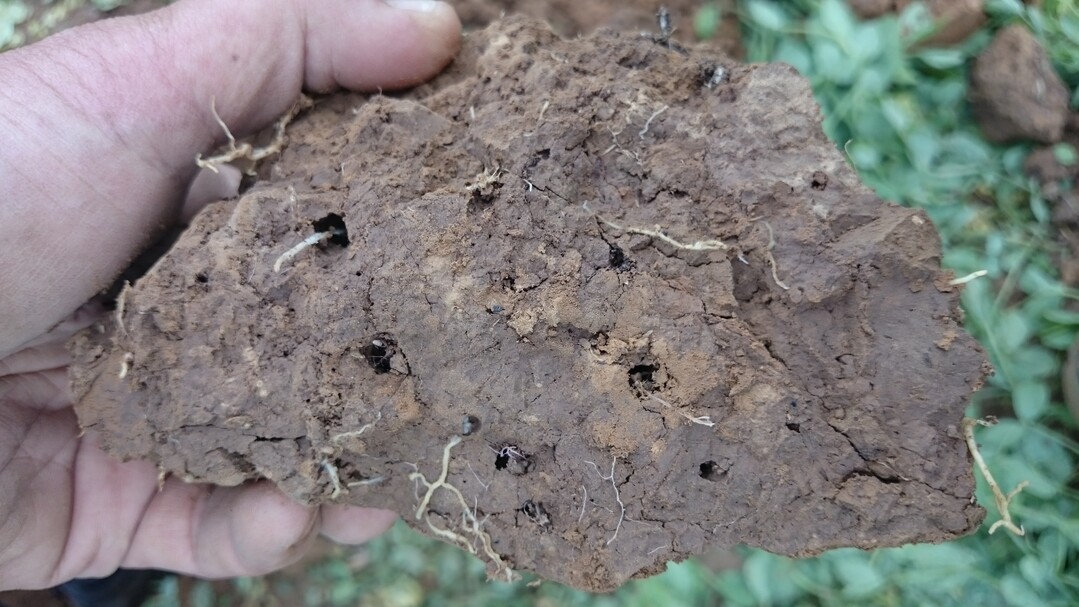 Feinwurzeln von Kleegras: Organische Masse f�ttert das Bodenleben und erh�ht die Bodenqualit�t.