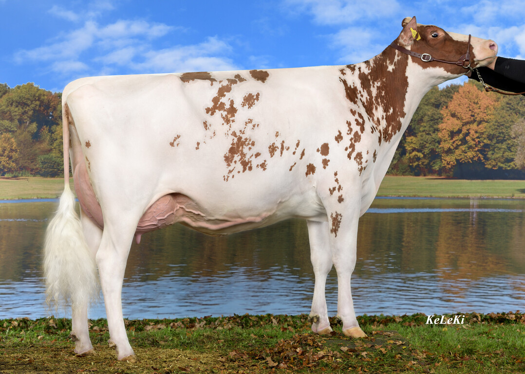 Die Nugget RF-Tochter Tira ist die Mutter des Bullen Magellan.