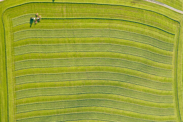 Um knapp 50.000 Hektar ist die Dauergr�nlandfl�che in Deutschland in diesem Jahr gegen�ber 2014 angestiegen.