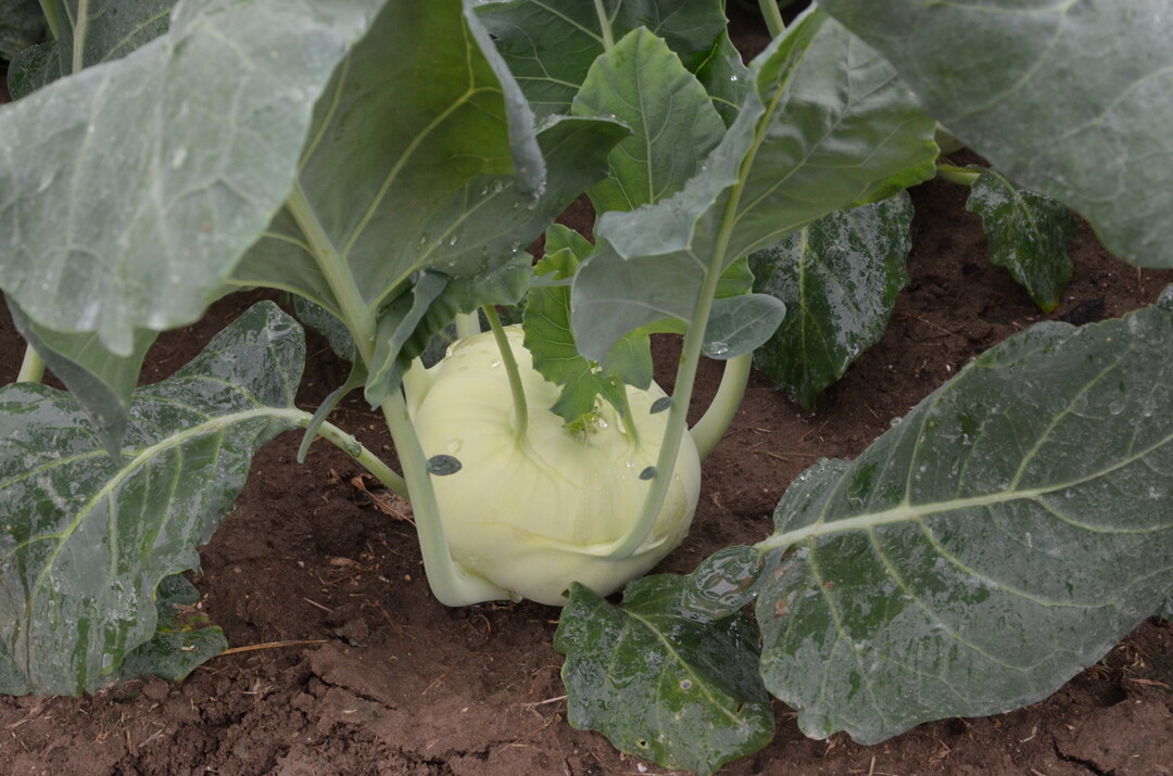 Gem�se wie Kohlrabi enthalten Antioxidantien.