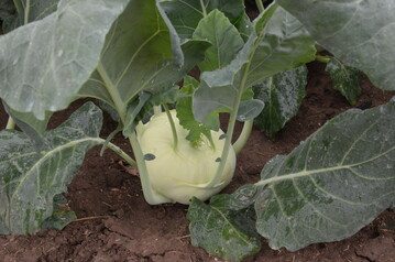 Gem�se wie Kohlrabi enthalten Antioxidantien.