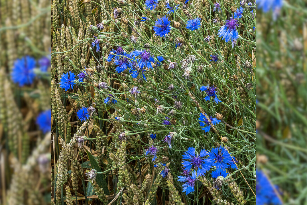Die Kornblume ist h�ufig im Getreide vorzufinden.