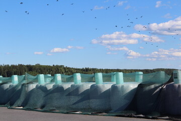 Scharen von Kr�hen, die �ber Ballensilage herfallen � immer wieder sorgt das f�r �rger. Verletzen die Tiere die Folie mit ihren Schn�geln, tritt Luft ein und das Futter verdirbt. 