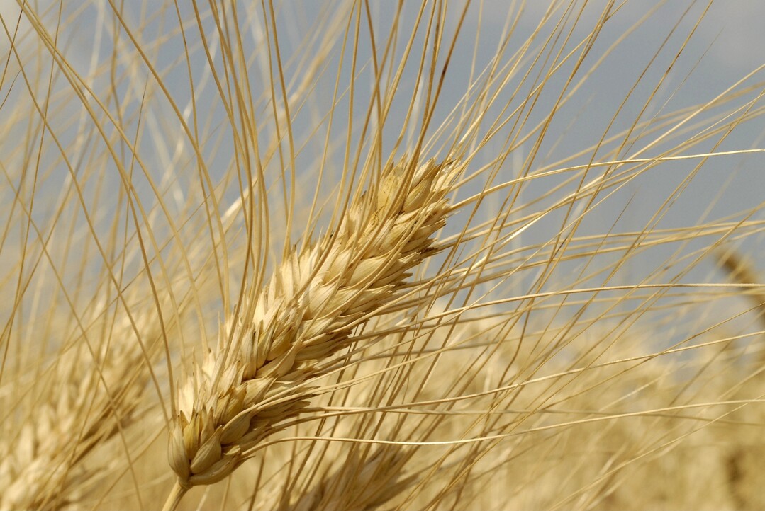 Durum kurz vor der Reife.