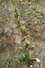 Die Pflanzen werden im freien Schnitt zerteilt und die Stoppeln werden gut aufgefasert, was wiederum zur schnelleren Verrottung der Stoppeln beiträgt.