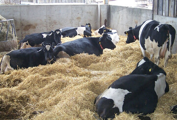 Professionelle Milchviehhaltung: In Deutschland werden je Liter produzierter Milch circa 1 kg CO2-Äquivalente freigesetzt. Das ist etwa halb so viel wie im weltweiten Durchschnitt.