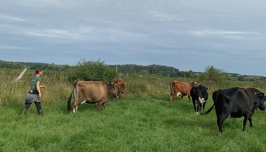    Um mehrer Tiere zu treiben, l�uft Anja Hradetzky im Zickzack hinter der Herde.  