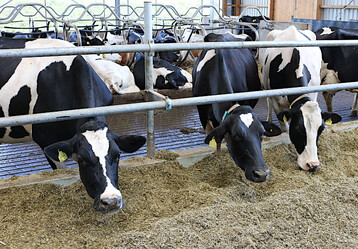 Zur Preisabsicherung an der B�rse hat die DMK Group nach eigenen Angaben ein einfaches und transparentes Absicherungsmodell auf die Beine gestellt.