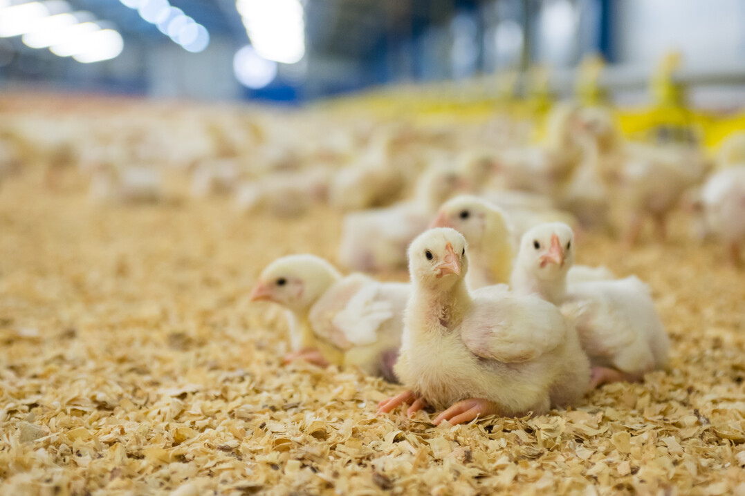 Das Projekt "Antibiotikaminimierung in der Gefl�gelhaltung: Alternative Prophylaxema�nahmen" (AntiMin-Pro) hat zum Ziel, das Wissen zu alternativen Prophylaxema�nahmen zu b�ndeln und innovative Ans�tze in der Praxis bei Legehennen, Masth�hnern und Mastputen zu erproben.