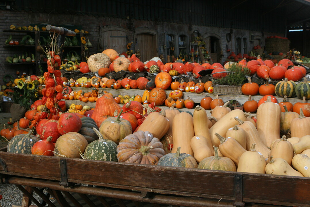 Mit einer Menge von 12.000 Tonnen rangiert Baden-Württemberg im deutschlandweiten Vergleich an vierter Position bei der Speisekürbisernte.