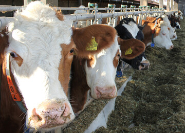 Die Milchpreise sind seit Monaten auf einem Niveau, bei dem eine Vollkostendeckung nicht mehr gegeben ist. Da stellt sich Frage, ob bei zumindest die variablen Kosten noch gedeckt sind oder ob eine drastische Anpassung der Produktion erforderlich ist. Mit der richtigen F�tterung lassen sich Kosten senken. 